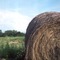 Hay in the Field