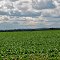 Dunn Co. Agriculture