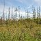 Dory's Bog State Natural Area