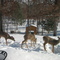Winter Feeding
