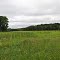 Wet Meadow