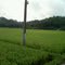 Sawah Galonggong, Gadog, Batumalang