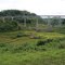 Railway bridge on the Jakarta-Bandung track near Bandung, terrace ricefields in the foreground