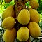 Papaya - Yellow