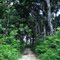 broken forest