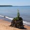Meyers Beach Stump