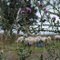Thorny Sheep
