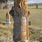 MWA Treemarker, Burnside Cemetery, Urne, WI