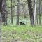 Roving spring bear near the Totagatic