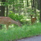 Near Rainbow Flowage