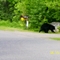 Mamma bear and cub