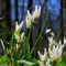 Dutchman's Britches @ Blue Mound State Park, WI