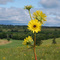 Compass Plant at Schurch-Thomson Prairie