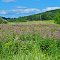 Trempealeau Co.