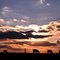 Cow Silhouettes