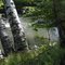 Birch trees over the Trade River near Grantsburg Wisconsin