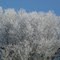 Winter Hoar Frost in February, Trade Lake, Wisconsin