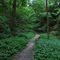 Boardwalk in Mitchell Glen Conservancy