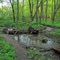 South Woods - stream view