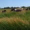 Cattle grazing