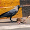 India Mumbai 印度 孟買