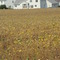 Soy bean, and heat!!