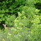 Where's Waldo?  (the Deer)