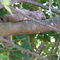 Grey Squirrel resting in Little Chute, WI