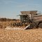 Harvesting Corn in Wisconsin