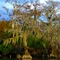 cyprus in big branch, la