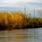yellow reeds in marsh