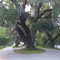 Moss Draped Live Oaks