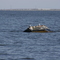 Dangerous Obstruction in Lake Pontchartraain