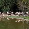Flamingos at Baton Rouge Zoo