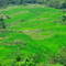 Sawah