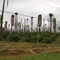 parapat