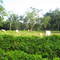 Cow Meadow, Tebingtinggi