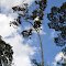 Riam Budi Tree