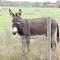 Cameron Donkey