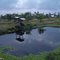 Pangasius Fish pond in Tangkit