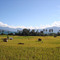 Persawahan Ranau