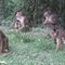 pulau weh monkeys