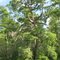 Calcasieu Cypress