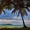 Palm tress along Teluk Senangin beach