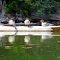 Male Mergansers