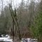 Flock of eagles outside of Maple Falls