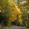 Fall Colors, Mt Baker Highway, WA-542