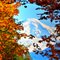 Fall colors of Mt Baker, view from Mt Baker Hwy