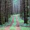 Road in the Woods