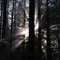 Sun Rays